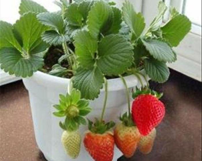 盆栽草莓多少天开花,盆栽草莓多少天开花结果